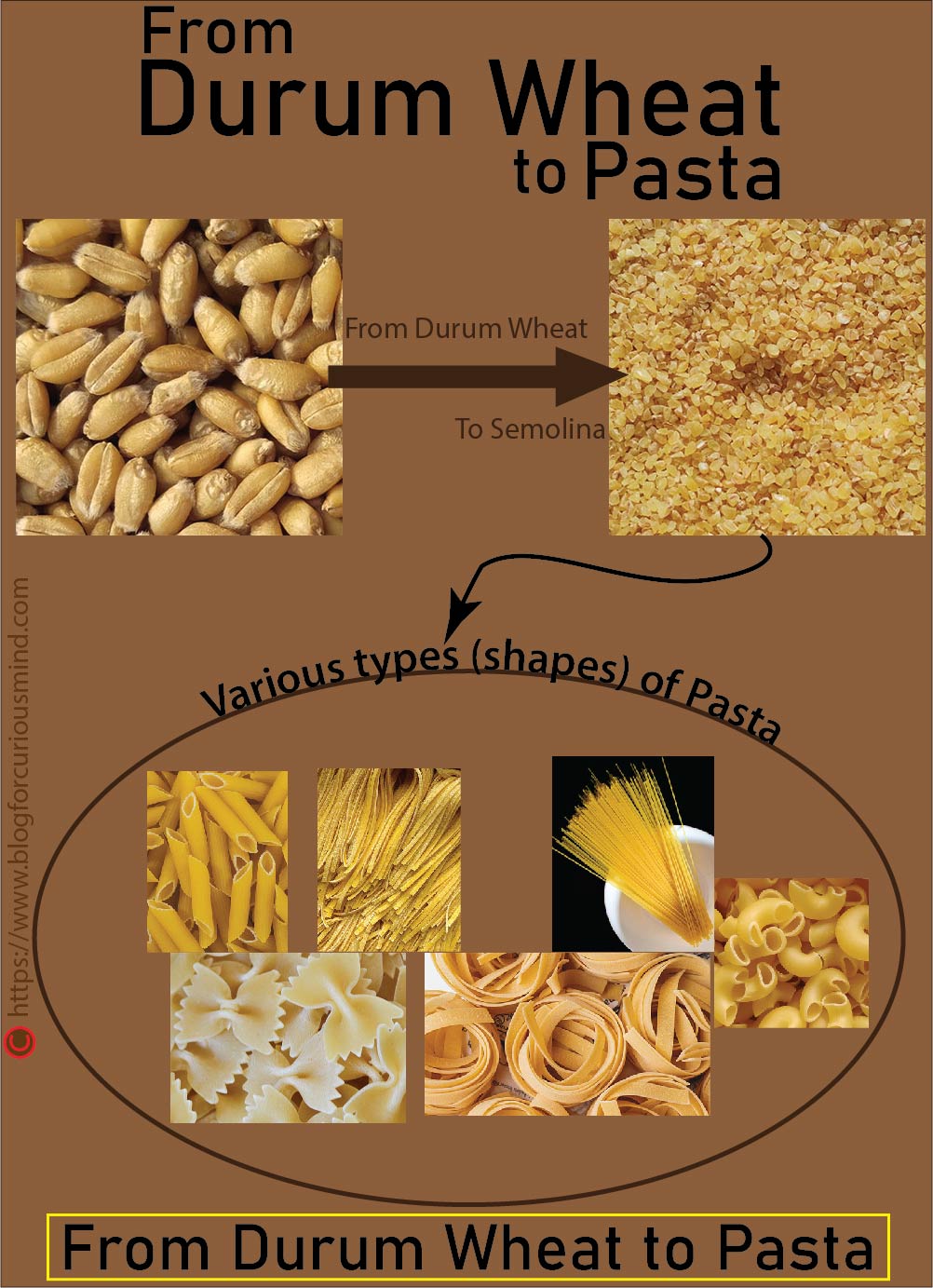 From durum wheat to pasta