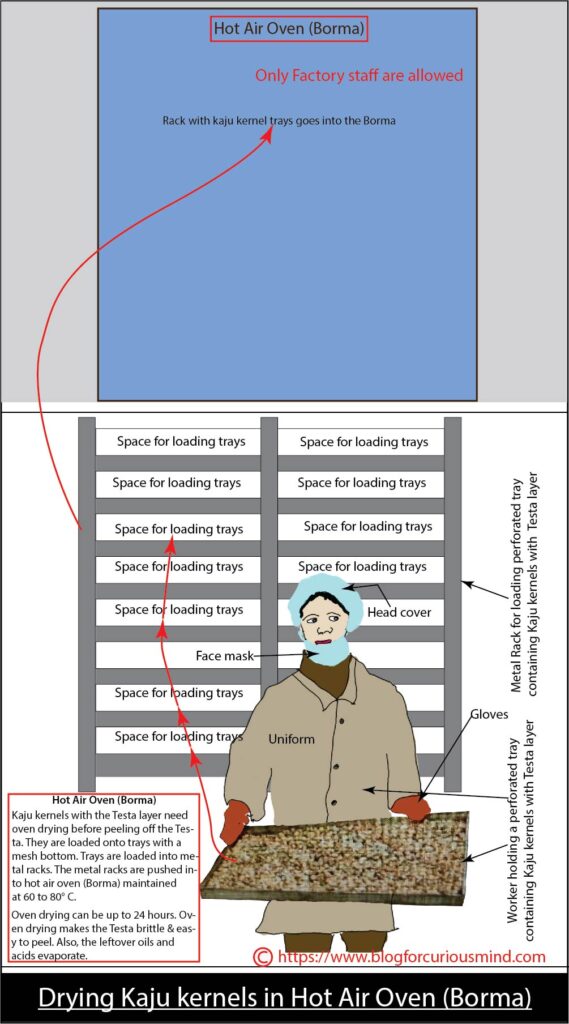 Drying Kaju kernels in hot air oven (Borma). How Kaju is made in factory
