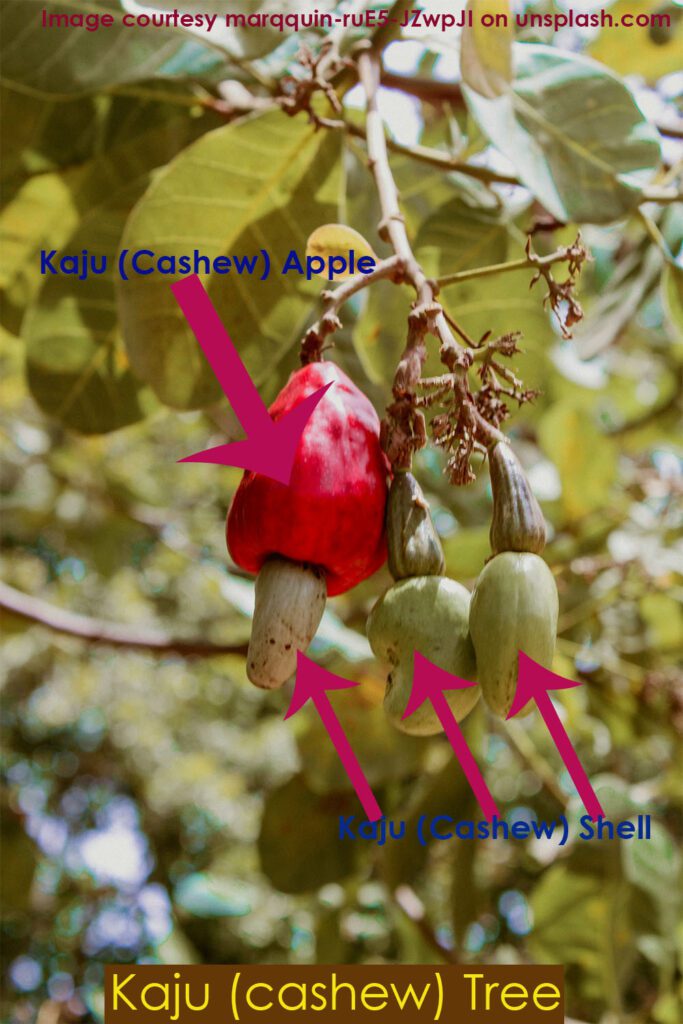 Kaju (Cashew) Tree. How Kaju (cashew) is made in factory 
